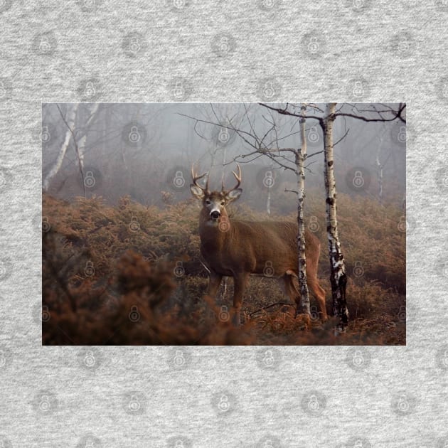 Buck - White-tailed Deer by Jim Cumming